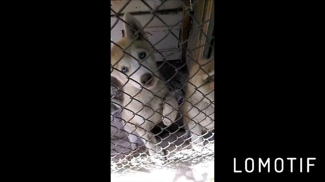 Xaski смотреть онлайн