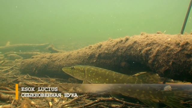 О чём молчат рыбы. Выпуск 26