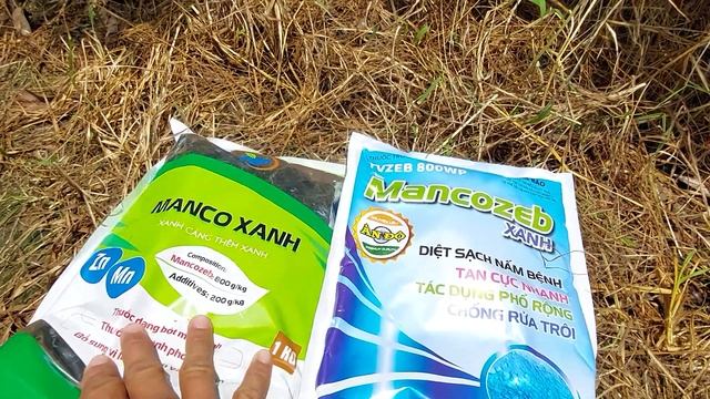 mancôxanh và mancôzep xanh xịt như thế nào là không bị ảnh hưởng đọt non смотреть онлайн
