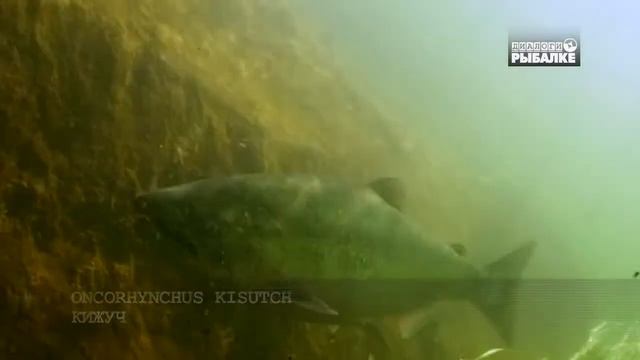 Щукин Андрей