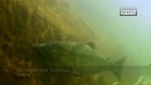 КИЖУЧ. О чём молчат рыбы 102 Oncorhynchus kisutch