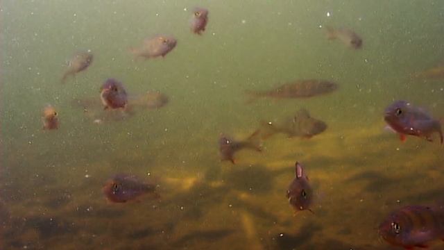 От чего зависят размер и скорость роста у разных рыб