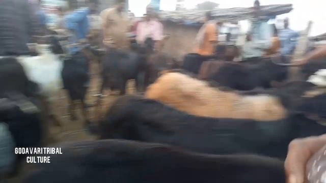 Tadepalligudem Goat Market || ₹6000కే మేకపోతులు || #sheepmarket  #tadepalligudemgoatmarket