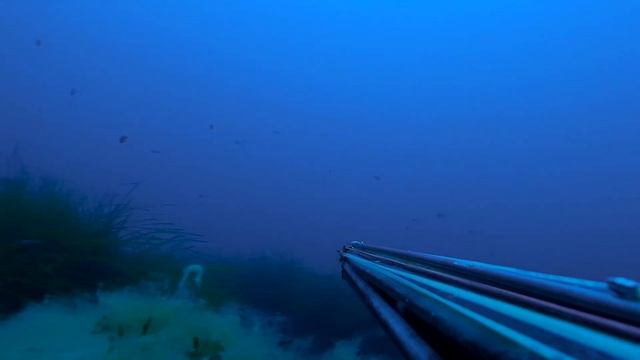 Pescasub Il dentice che non veniva all'aspetto смотреть онлайн