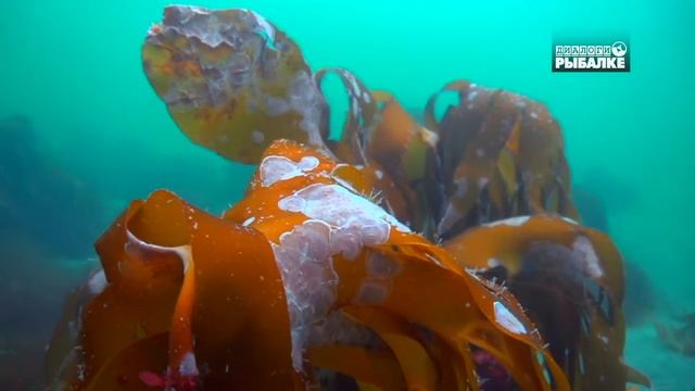 На дне Норвежского моря. О чём молчат рыбы 104. At The Bottom Of The Norwegian Sea