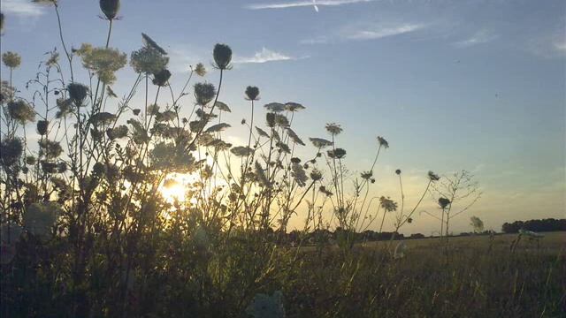 Sunflower - Mucca Macca смотреть онлайн