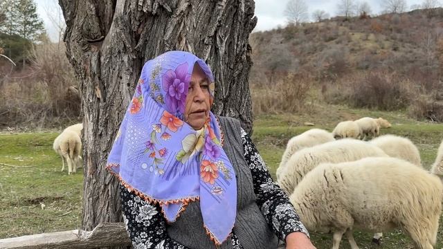 62 YAŞINDAKİ KADIN ÇOBAN VE ESKİ SOY ÇOBAN KÖPEKLERİ ~ BELGESEL 4K ~ Dağlardaki Mutluluk смотреть онлайн