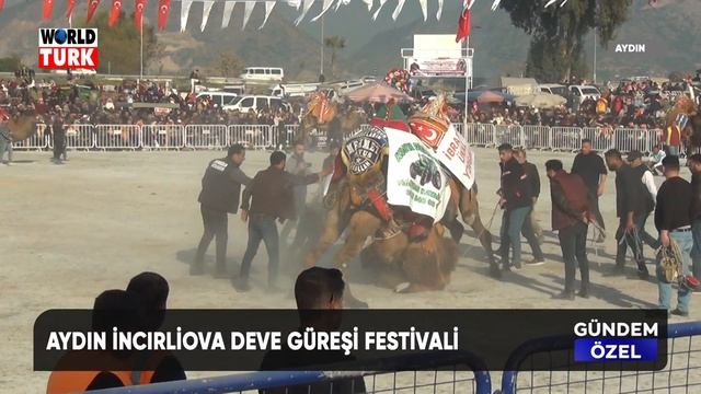 AYDIN İNCİRLİOVA DEVE GÜREŞLERİ 06 01 2023 смотреть онлайн