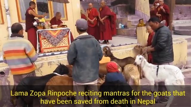 Lama Zopa Rinpoche blessing animals смотреть онлайн