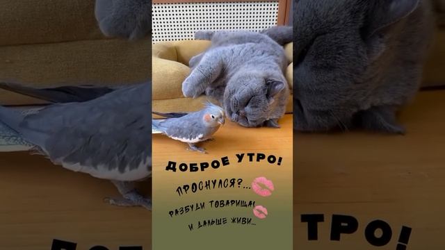 Доброе утро!!!💋💋💋 смотреть онлайн