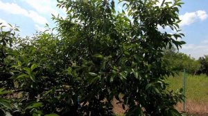 Вишня "Встреча": размер, обработки, урожай. (Вишня "Зустріч": розмір, обробки, врожай.)