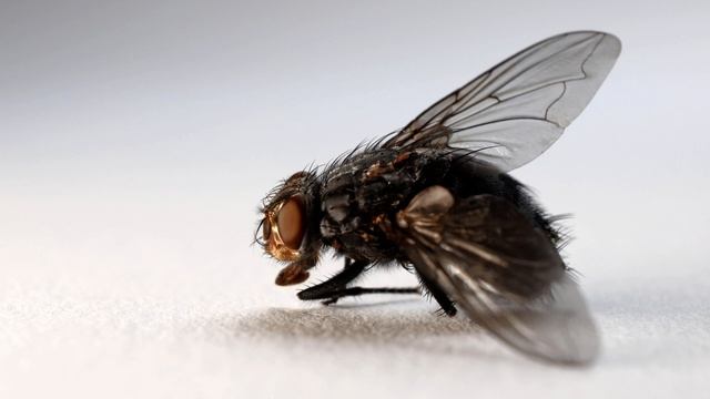Housefly sound effect, buzzing fly on window sound, fly noise, animal sounds fly, best insect free смотреть онлайн