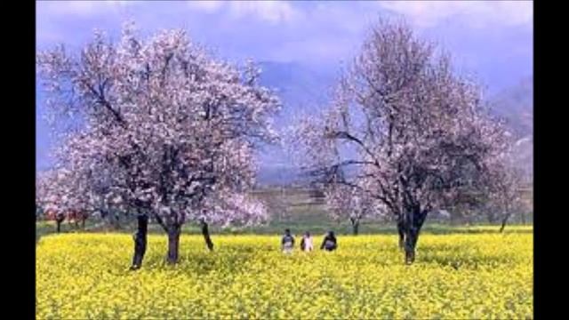 Sui Daud Chum Jigaras (Anchit Koul) смотреть онлайн