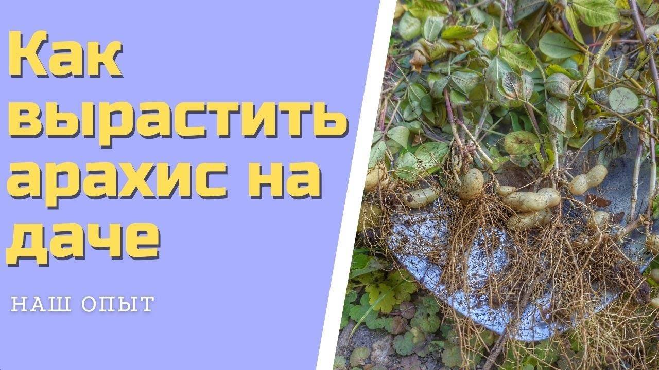 КАК ВЫРАСТИТЬ АРАХИС на даче в открытом грунте, свой арахис сбор урожая смотреть онлайн