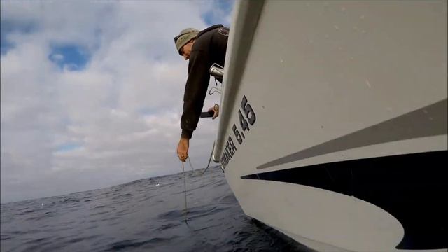 Mako shark is hungry! смотреть онлайн