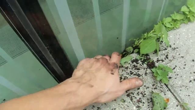 guerilla gardening at library смотреть онлайн