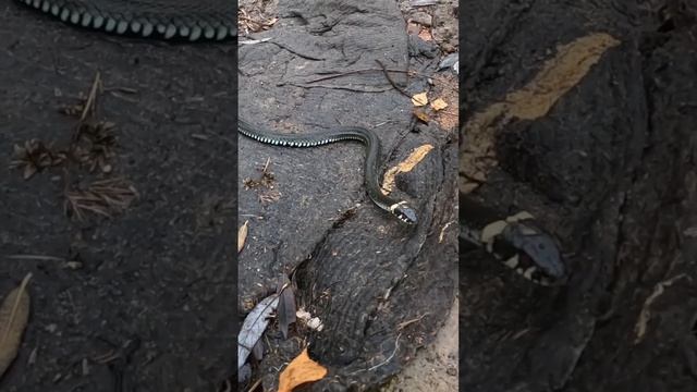 Сонный уж готовится к зиме смотреть онлайн