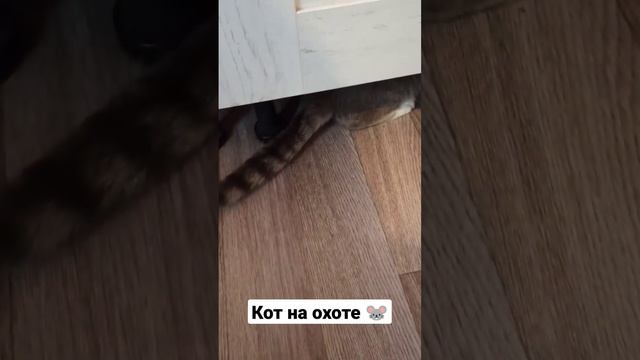 кот на охоте смотреть онлайн