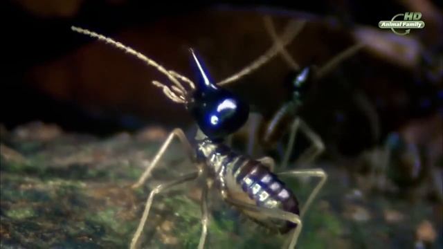 ТЕРМИТЫ.КТО ОНИ? смотреть онлайн