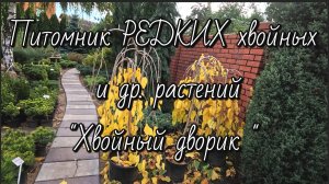 Питомник РЕДКИХ хвойных! 🔥🔥🔥Шикарные хвойные от Анастасии и Ольги! Обзор сада! 17 октября 2024г