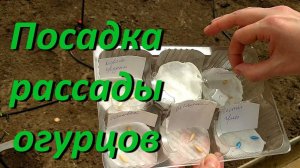 Посадка Рассады Огурцов В Теплицу Когда И Как Сажать