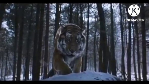 Mountain lord tiger VS Shere khan
