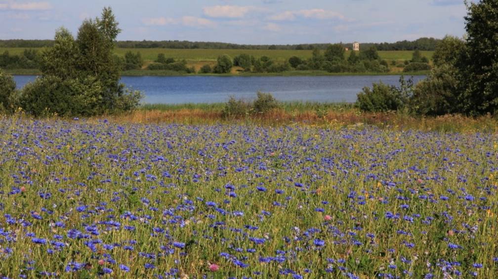 Народный хор Родники Васильковые луга смотреть онлайн
