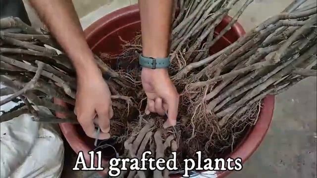 Unboxing 100 hot climate Apple plants and Plum plant in Tamil Nadu low chill plants смотреть онлайн