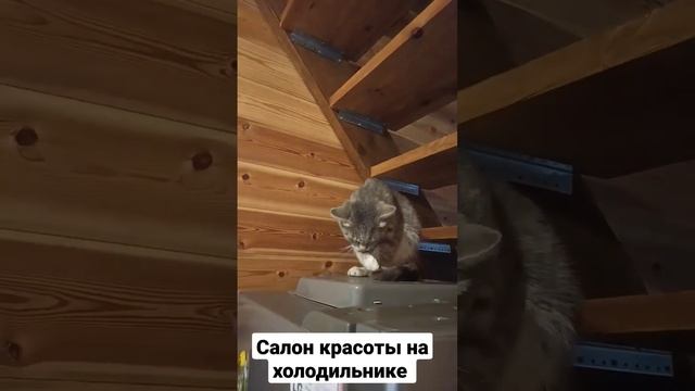 кот открыл салон красоты на холодильнике смотреть онлайн