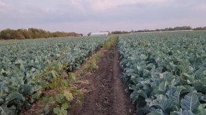 Цветная капуста Фридом F1, самый стабильный и неубиваемый гибрид. 3 октября 2023 года.