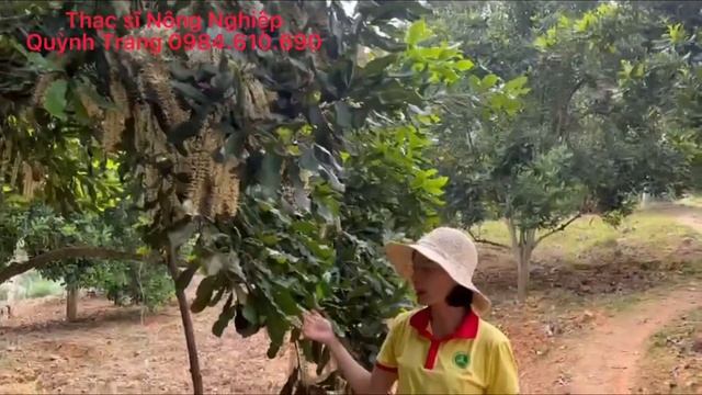 Hướng dẫn kỹ thuật giai đoạn làm hoa đậu trái Mắc Ca #macca #canxibo #dauqua смотреть онлайн