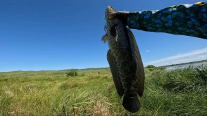 Ловля змееголова июль 2024 / Рыбалка Амурская область