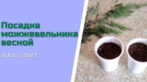 Посадка Можжевельника Весной И Размножение Можжевельника Черенкованием