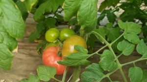 Томат Азор F1,  Хакимару F1 и Мей Шуай F1 в сравнении ранний оборот 2024 года.