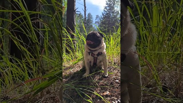 Копи царя Псоломона смотреть онлайн