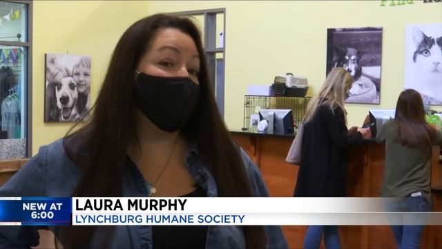 More animals found homes this year compared to last year at the Lynchburg Humane Society смотреть онлайн