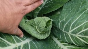 Первый раз выращивают цветную капусту в Краснодарском крае. Состояние на 25 октября.