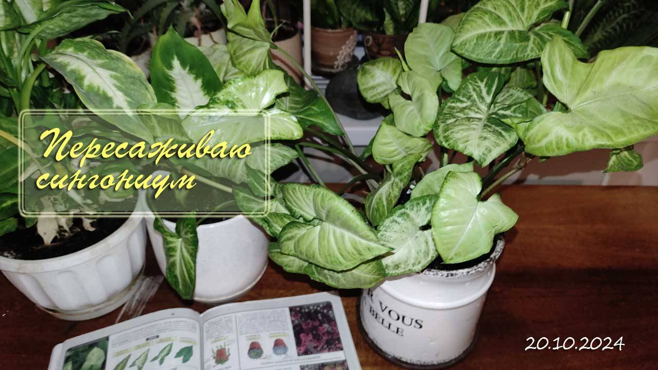 Пересаживаю Сингониум. Размножение сингониума и уход за ним. Котики-скотики. Цветы дома 20.10.2024 смотреть онлайн