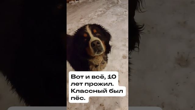 Классный был пёс. смотреть онлайн