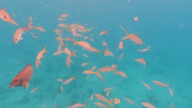 How-to catch MAHI-MAHI and a MAKO SHARK offshore in the FL Keys | Two Conchs Online TV/Episode 1 смотреть онлайн