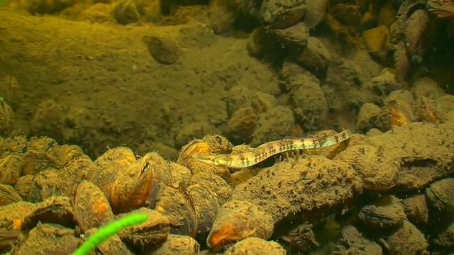 РЫБА-ИГЛА В ВОЛГЕ. О чём молчат рыбы 57 смотреть онлайн