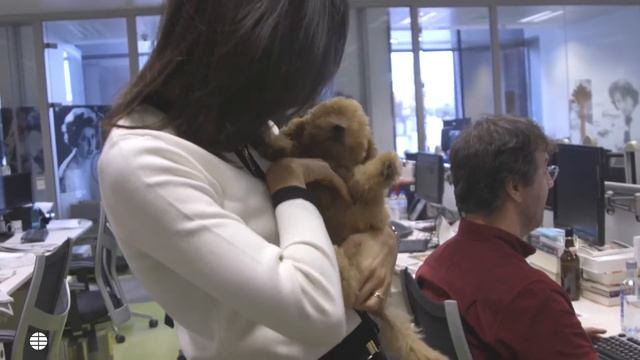 Lucas, el perro de Albert Rivera, se cuela en la redacción de EL MUNDO смотреть онлайн