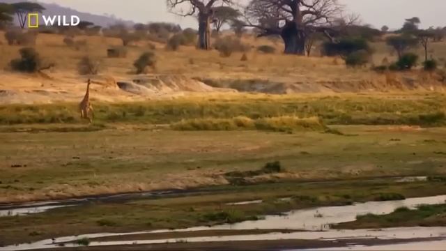 Aslan Krallığı: Devlerin Avcısı | Nat Geo Wild | Türkçe Dublaj Belgesel FullHD