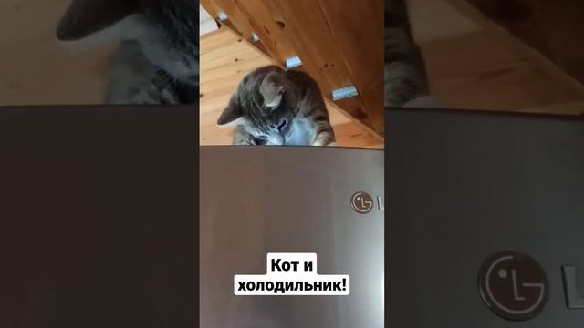 Кот и холодильник! смотреть онлайн