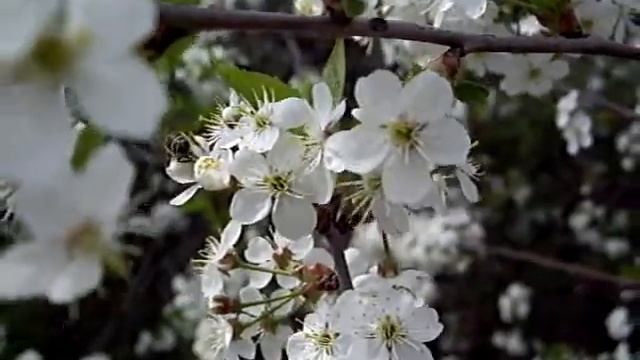 Bee on blossoming apple-tree flowers смотреть онлайн