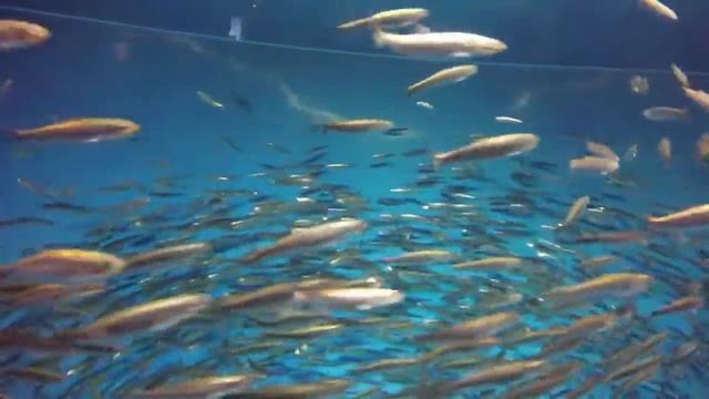 GoPro - Monterey 12/29/15 смотреть онлайн