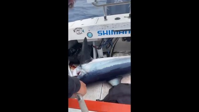 Mako Shark - 125kg. смотреть онлайн