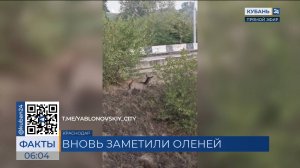 Двух оленей заметили на старом Яблоновском мосту в Краснодаре