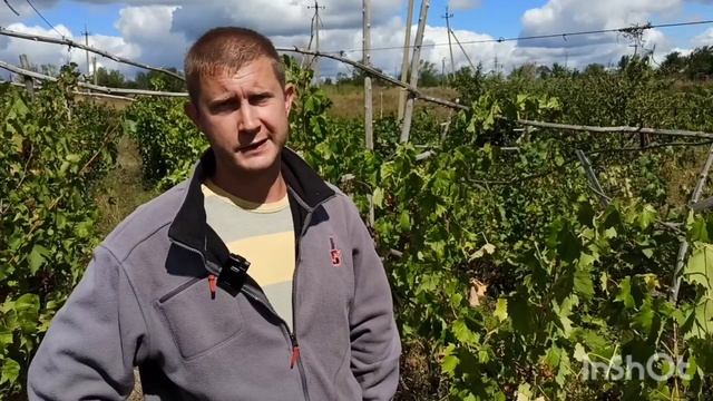 Запущенный виноградник | 5 месяцев без ухода | Обзор