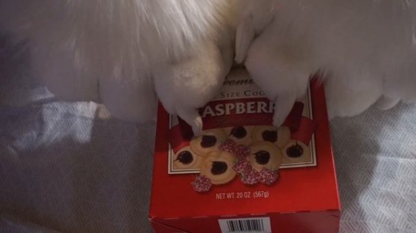 [Furry ASMR] Rambling about dreams from inside an empty box of shortbread cookies